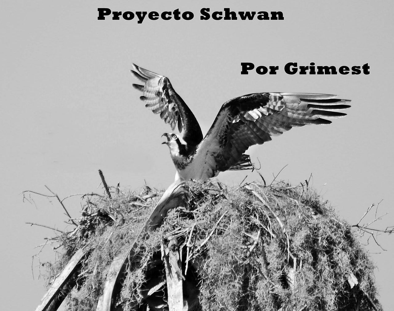 Proyecto Schwan  Capitulo 5: El Nido Destruido